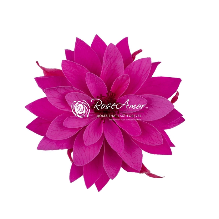 <h4>Dalia Pin07</h4>
