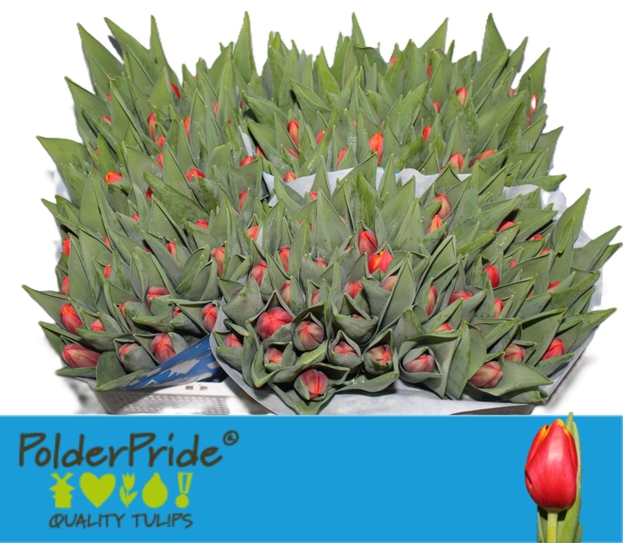 <h4>TU EN POWER PLAY</h4>