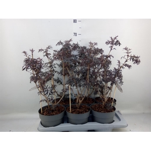 Sambucus nigra 'Black Lace'