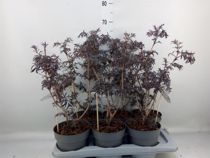 <h4>Sambucus nigra 'Black Lace'</h4>