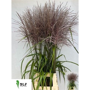 Misc Sinensis Ov