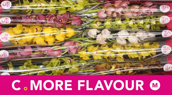 <h4>CYMB MI GEM</h4>