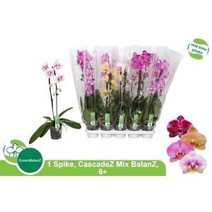 PHAL EL CASCADE