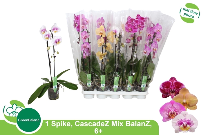 <h4>PHAL EL CASCADE</h4>