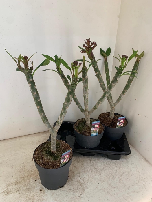 <h4>PLUMERIA HAW GEM</h4>