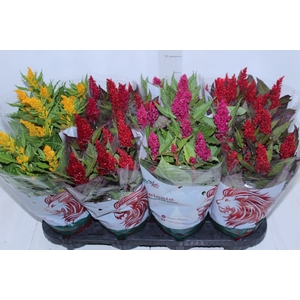 CELOSIA P14 VARIADO