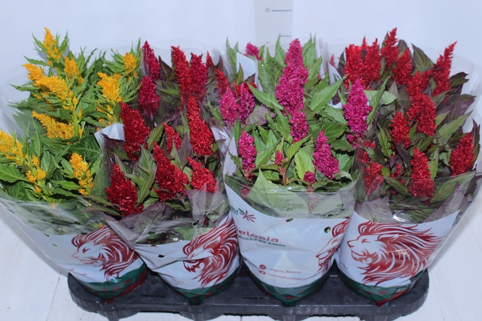 <h4>CELOSIA P14 VARIADO</h4>
