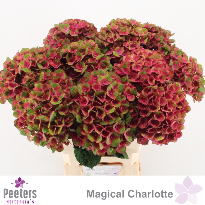 <h4>HYDR M MAG CHARLOTTE</h4>