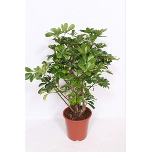 Schefflera Gold Capella
