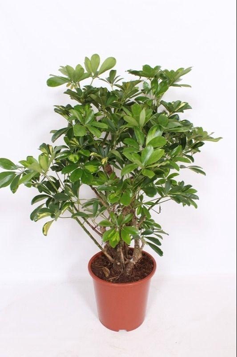 <h4>Schefflera Gold Capella</h4>