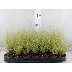 Carex brunnea 'Jenneke'