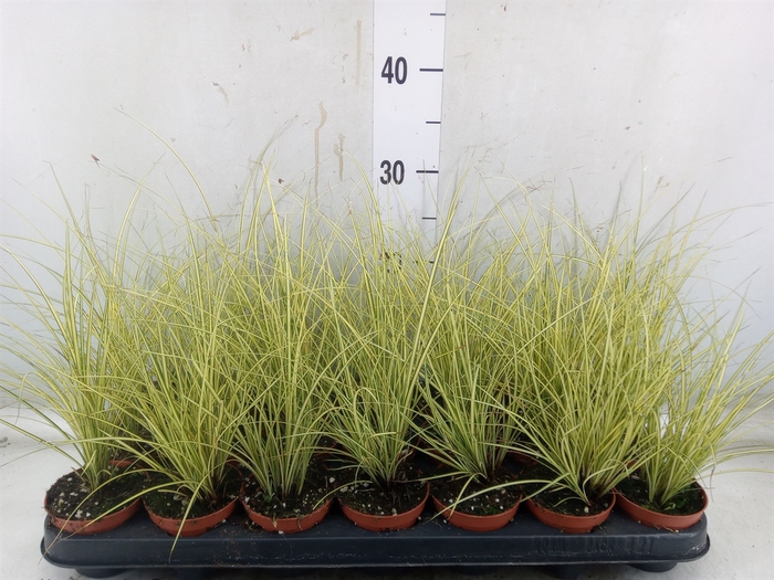 <h4>Carex brunnea 'Jenneke'</h4>
