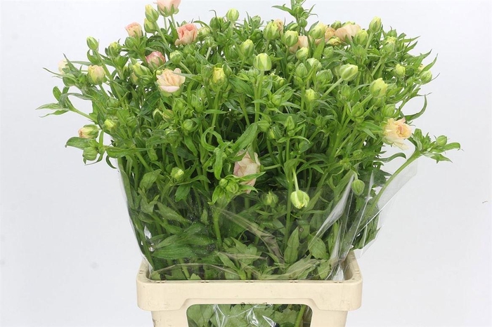 <h4>Ran Butterfly Ariadne</h4>