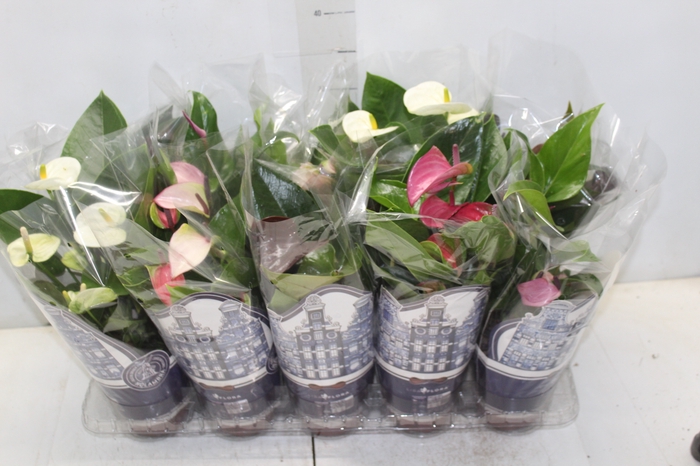 <h4>ANTHURIUM VARIADO P12</h4>