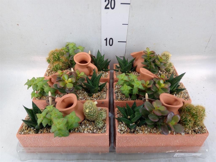 <h4>Arr.  Cactus L%</h4>
