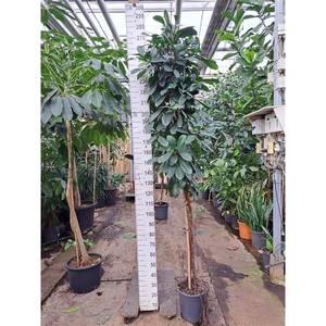 Cyathistipula gedraaide stam 250