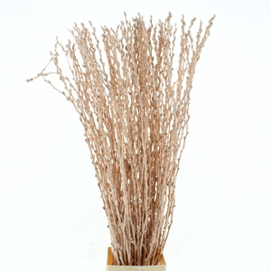 Salix Snow Flake Klb Champagne