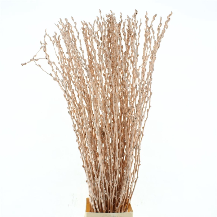 <h4>Salix Snow Flake Klb Champagne</h4>