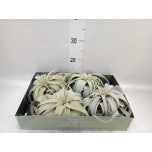 Tillandsia xerographica