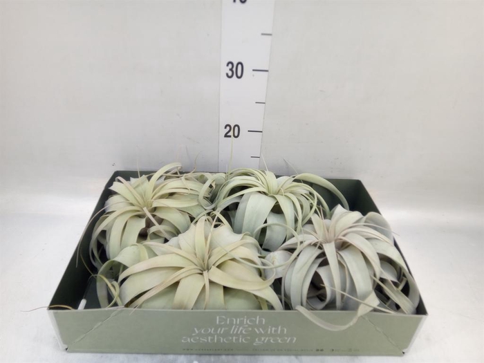 <h4>Tillandsia xerographica</h4>