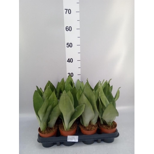Sansevieria trifa. 'Moonshine'