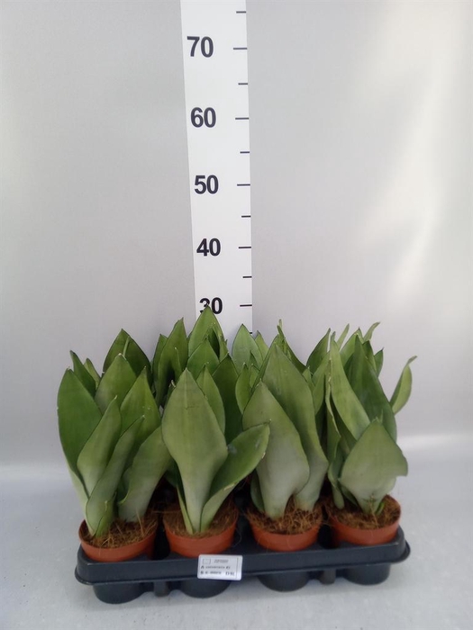 <h4>Sansevieria trifa. 'Moonshine'</h4>