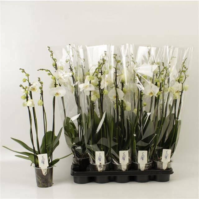 <h4>PHAL OV WIT</h4>