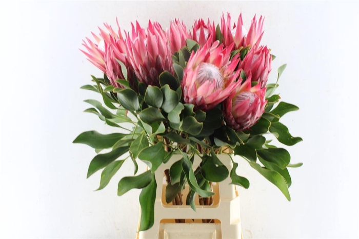 <h4>PROTEA CY MADIBA</h4>