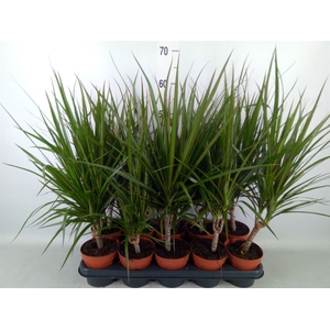 Dracaena marg.