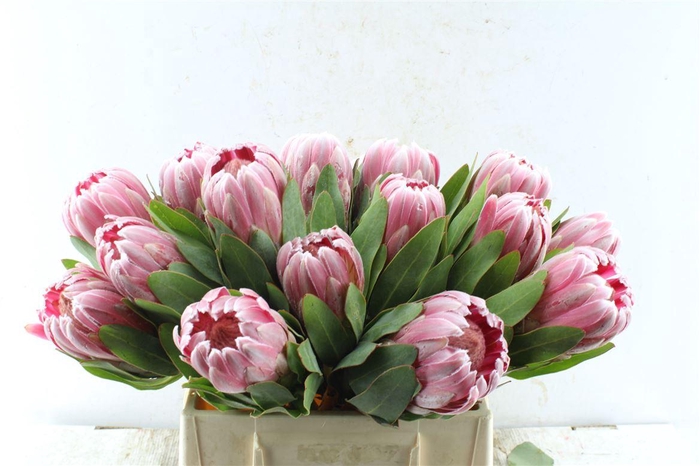 <h4>Protea Carnival</h4>