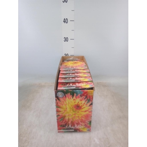 Dahlia   ...flowerbulbs