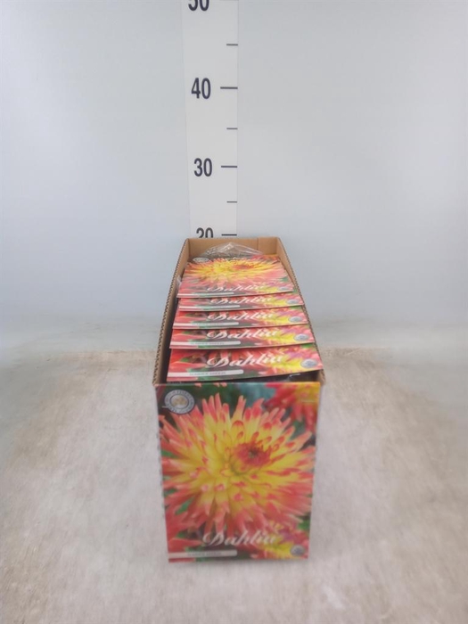 <h4>Dahlia   ...flowerbulbs</h4>