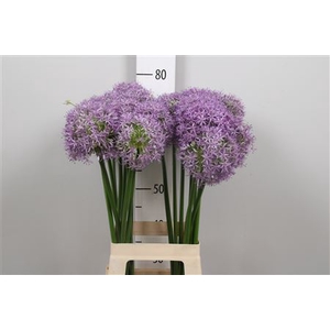 Allium Globemaster