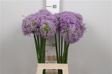 <h4>Allium Globemaster</h4>