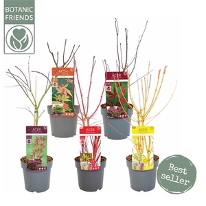 Acer palm. 'mix' PREMIUM