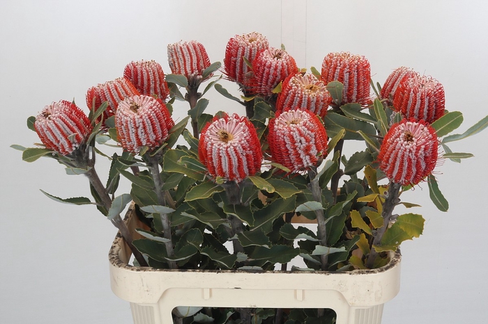 <h4>Banksia Coccinea</h4>