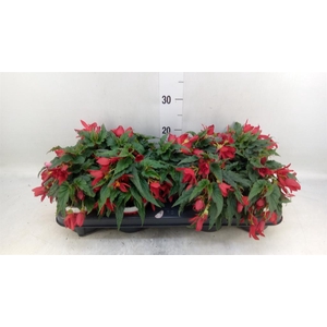Begonia boliv. 'Beauvilia Red'