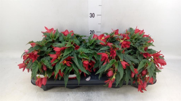 <h4>Begonia boliv. 'Beauvilia Red'</h4>