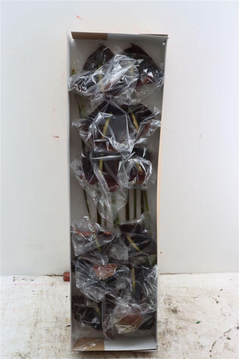 <h4>Anth A Sempre Butterfly</h4>