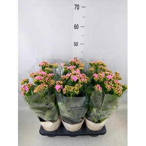 Kalanchoe  'RoseFlow Graceful Pink'