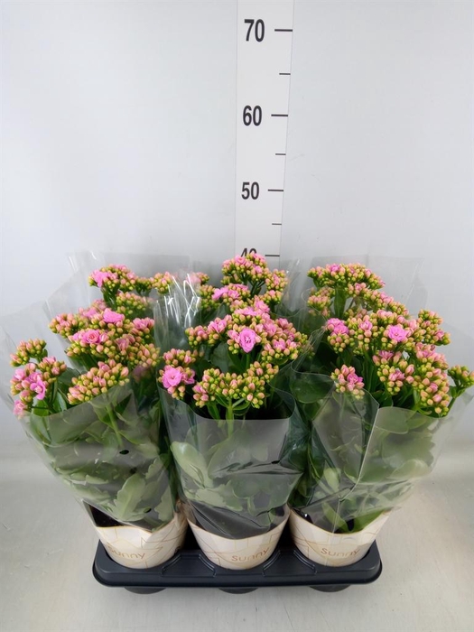 <h4>Kalanchoe  'RoseFlow Graceful Pink'</h4>