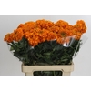 Tagetes Marigold Promise Orange