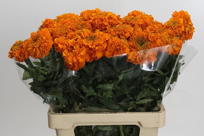 Tagetes Marigold Promise Orange