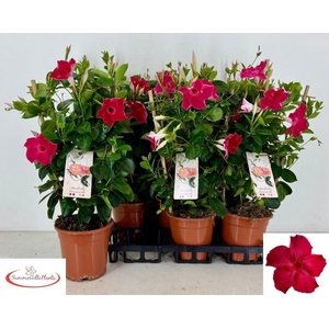 MANDE QOS VEL PAS PI