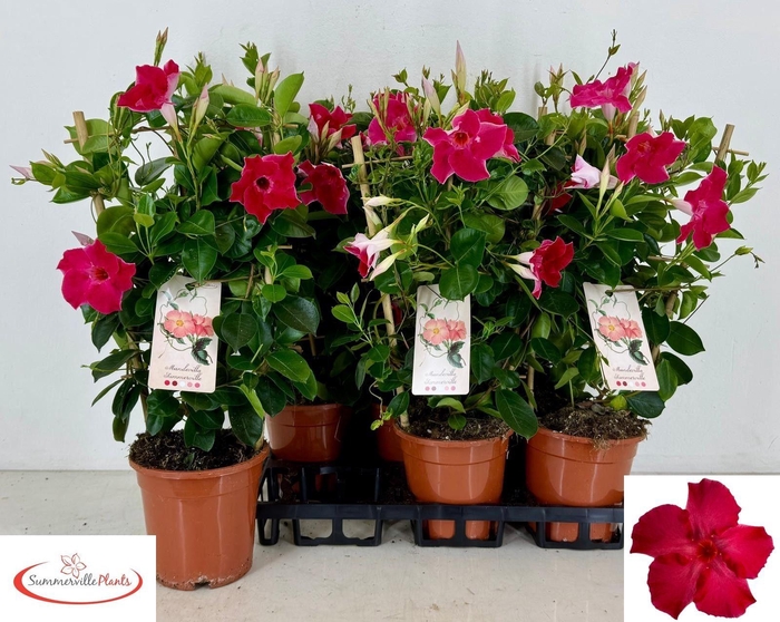 <h4>MANDE QOS VEL PAS PI</h4>