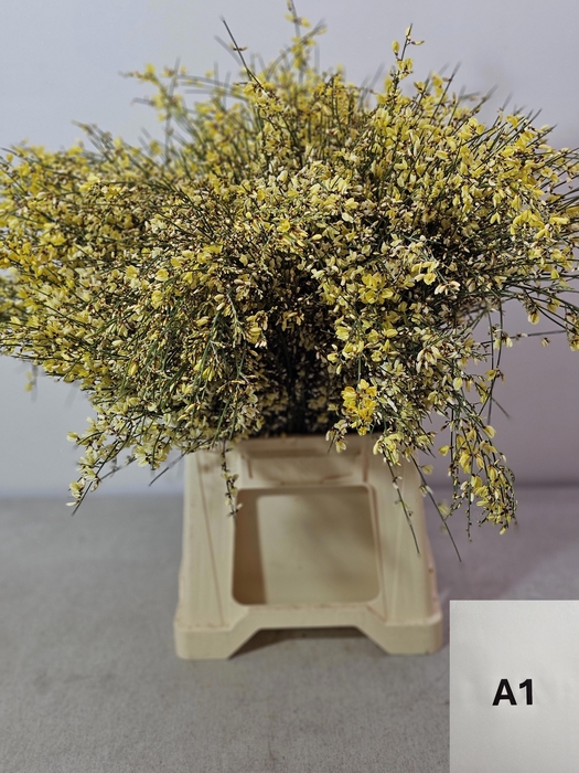 <h4>GINGSTER PB GEEL</h4>