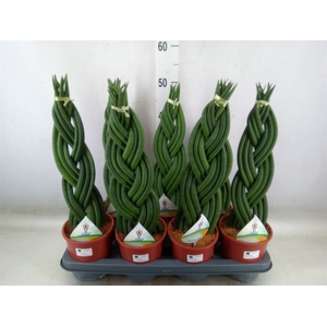 Sansevieria cyl.  ...