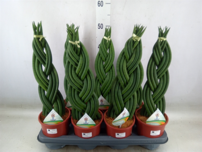 <h4>Sansevieria cyl.  ...</h4>