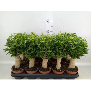 Ficus benja. 'Natasja'