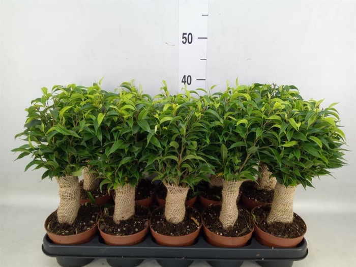 <h4>Ficus benja. 'Natasja'</h4>